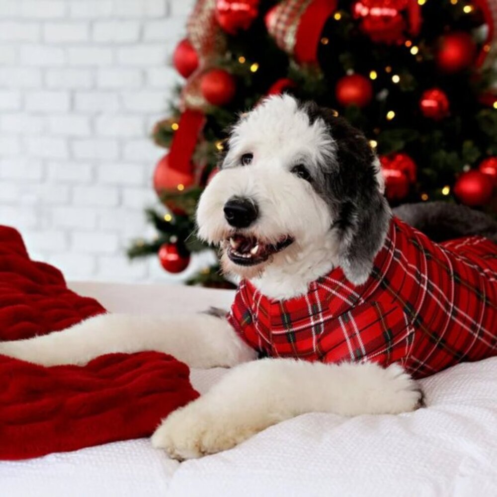 Merry Lane | Red and Black Plaid Christmas Pet Pajamas | Size Large